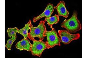Immunofluorescence analysis of HL-7702 cells using CDH11 mouse mAb (green).