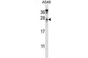 Western Blotting (WB) image for anti-Chromosome 4 Open Reading Frame 49 (C4orf49) antibody (ABIN2998187) (C4orf49 anticorps)