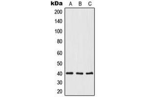 Western blot analysis of Opticin expression in HeLa (A), mouse heart (B), rat heart (C) whole cell lysates.