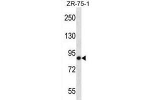 Western Blotting (WB) image for anti-Leucine Rich Repeat Neuronal 4 (LRRN4) antibody (ABIN2997458) (LRRN4 anticorps)