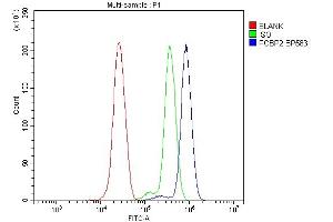 Flow Cytometry analysis of THP-1 cells using anti-PCBP2/hnRNP E2 antibody (ABIN7600449). (PCBP2 anticorps  (AA 197-276))