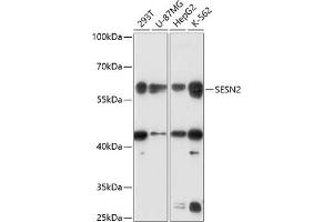 Western blot analysis of extracts of various cell lines, using SESN2 antibody (ABIN6128760, ABIN6147623, ABIN6147625 and ABIN6218513) at 1:3000 dilution. (Sestrin 2 anticorps  (AA 211-480))