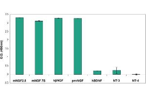 Indirect ELISA of adsorbed neurotrophic factorsNeurotrophic factors Native mouse NGF 2.