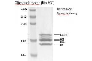 Recombinant Nucleosomes (H3. (Nucleosomes (AA 1-103), (AA 1-126), (AA 1-130), (AA 1-136), (biotinylated), (C-Term) protein (Biotin))