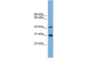 WB Suggested Anti-C1orf51 Antibody Titration: 0. (C1orf51 anticorps  (Middle Region))