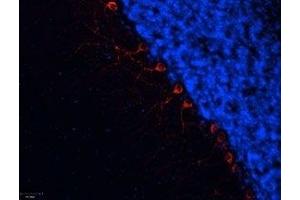 Expression of α1B-Adrenoceptor in rat cerebellum - Immunohistochemical staining of frozen section of rat cerebellum using Anti-α1B-Adrenergic Receptor (extracellular) Antibody (ABIN7042897, ABIN7043914 and ABIN7043915), (1:100).