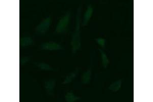 Image no. 3 for anti-Cell Division Cycle 123 Homolog (CDC123) antibody (ABIN1497388)