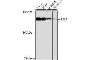 Western blot analysis of extracts of various cell lines, using  Rabbit mAb (ABIN7265361) at 1:1000 dilution. (ABL2 anticorps)