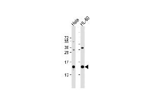 All lanes : Anti-PHF5A Antibody (C-term) at 1:1000 dilution Lane 1: Hela whole cell lysate Lane 2: HL-60 whole cell lysate Lysates/proteins at 20 μg per lane.