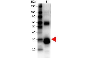 Western Blot of Biotin Conjugated Rabbit anti-L-Asparaginase Antibody. (ASRGL1 anticorps  (Biotin))