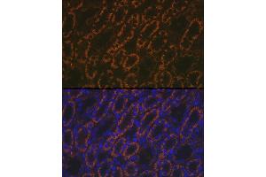 Immunofluorescence analysis of rat kidney using AMACR Rabbit pAb (ABIN3021497, ABIN3021498, ABIN3021499 and ABIN6215153) at dilution of 1:100 (40x lens).