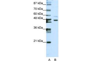 Western Blotting (WB) image for anti-Zinc Finger Protein 558 (ZNF558) antibody (ABIN2461973) (ZNF558 anticorps)