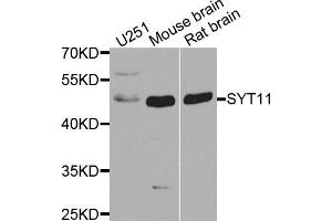 Western blot analysis of extract of various cells, using SYT11 antibody. (SYT11 anticorps)