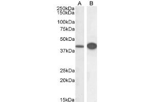 ABIN184743 (0. (DAP3 anticorps  (C-Term))