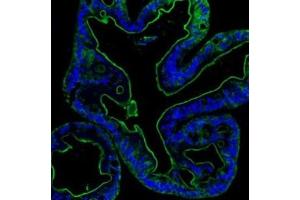 IF analysis of Villin using anti-Villin antibody (ABIN3042343). (Villin 1 anticorps  (C-Term))