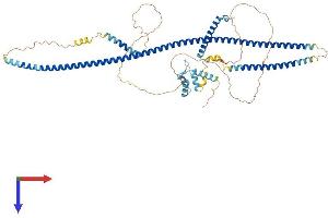 AlphaFold protein structure predicition of Mouse Recombinant Rab11fip4 Protein, UniprotID Q8BQP8