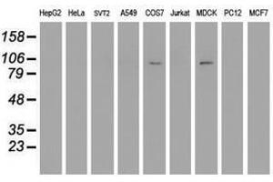 Image no. 2 for anti-Dipeptidyl-Peptidase 9 (DPP9) antibody (ABIN1497899)