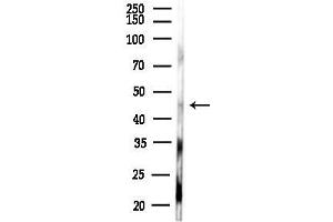 anti-Pyroglutamylated RFamide Peptide Receptor (QRFPR) (Internal Region) antibody