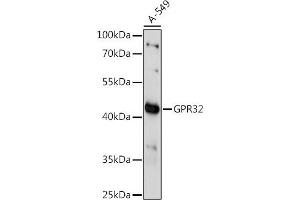 Western blot analysis of extracts of A-549 cells, using GPR32 antibody (ABIN7267303) at 1:1000 dilution. (GPR32 anticorps  (AA 1-100))