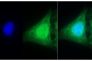 Detection of CASP1 in Human U2OS cell using Polyclonal Antibody to Caspase 1 (CASP1)