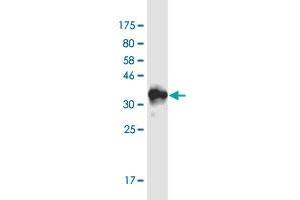 Western Blot detection against Immunogen (36.