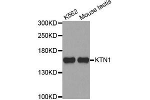 Western Blotting (WB) image for anti-Kinectin 1 (Kinesin Receptor) (KTN1) antibody (ABIN1980246) (KTN1 anticorps)