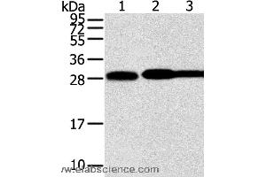 Western blot analysis of Hela, lovo and A431 cell, using STX10 Polyclonal Antibody at dilution of 1:800 (Syntaxin 10 anticorps)