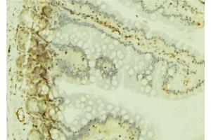 ABIN6277019 at 1/100 staining Mouse colon tissue by IHC-P. (RPS19 anticorps  (Internal Region))