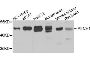 Western blot analysis of extracts of various cell lines, using MTCH1 antibody. (MTCH1 anticorps)