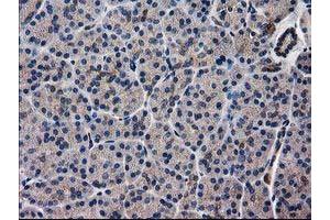 Image no. 1 for anti-ADP-Ribosylation Factor GTPase Activating Protein 1 (ARFGAP1) antibody (ABIN1496679) (ARFGAP1 anticorps)