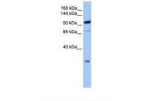 anti-Adaptor-Related Protein Complex 2, beta 1 Subunit (AP2B1) (AA 651-700) antibody