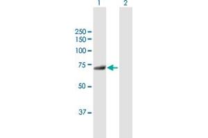 Western Blot analysis of MTMR6 expression in transfected 293T cell line by MTMR6 MaxPab polyclonal antibody. (MTMR6 anticorps  (AA 1-621))