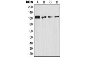 Western blot analysis of NF-kappaB p105 expression in HeLa (A), mouse kidney (B), rat kidney (C), rat liver (D) whole cell lysates.