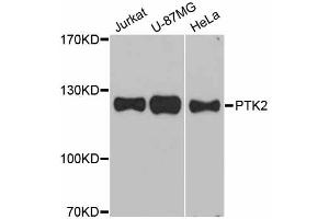 Western blot analysis of extracts of various cell lines, using PTK2 antibody. (FAK anticorps)