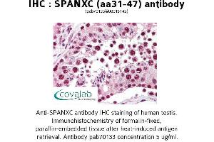 Image no. 1 for anti-SPANX Family, Member C (SPANXC) (AA 31-47) antibody (ABIN1739580) (SPANXC anticorps  (AA 31-47))