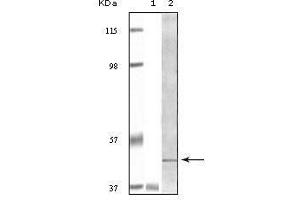 Western blot analysis using BLK mouse mAb against truncated BLK recombinant protein Raji cell lysate.