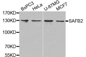 Western Blotting (WB) image for anti-Scaffold Attachment Factor B2 (SAFB2) antibody (ABIN1874690) (SAFB2 anticorps)