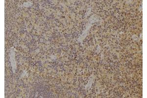 ABIN6274942 at 1/100 staining Rat spleen tissue by IHC-P.