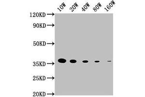 Western Blot Positive WB detected in: 15 μg hela whole cell lysate GAPDH antibody at 1:100000, 1:200000, 1:400000, 1:800000, 1:1600000 Secondary Goat polyclonal to mouse IgG at 1/50000 dilution Predicted band size: 36 KDa Observed band size: 36 KDa Exposure time: 5 min (GAPDH anticorps  (AA 3-335))
