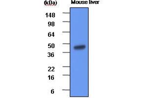 Western Blotting (WB) image for anti-Betaine--Homocysteine S-Methyltransferase (BHMT) (AA 1-406) antibody (ABIN6245670) (BHMT anticorps  (AA 1-406))