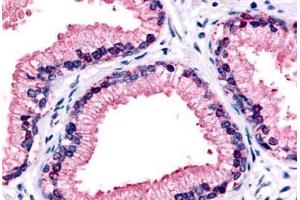 Anti-GPR87 antibody  ABIN1048890 IHC staining of human prostate, epithelium. (GPR87 anticorps  (C-Term))