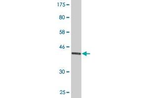 Western Blot detection against Immunogen (42.