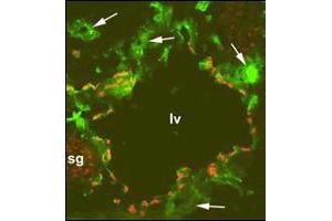 Immunofluorescence on a frozen section of a mouse embryo at day 13. (PROX1 anticorps  (C-Term))
