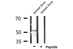 Western blot analysis of extracts from mouse liver, using RASGEF1C Antibody.