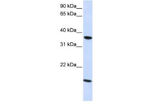 WB Suggested Anti-CLDN16 Antibody   Titration: 1. (Claudin 16 anticorps  (C-Term))