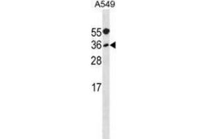 Western blot analysis in A549 cell line lysates (35ug/lane) using Myogenic factor 5 (MYF5) Antibody (N-term). (MYF5 anticorps  (N-Term))