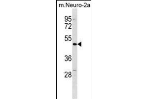 Mouse Dcdc2 Antibody (C-term) (ABIN1537217 and ABIN2850143) western blot analysis in mouse Neuro-2a cell line lysates (35 μg/lane).