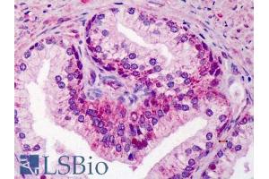 ABIN185465 (5µg/ml) staining of paraffin embedded Human Prostate.
