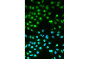 Immunofluorescence analysis of HeLa cell using PPP3CA antibody. (PPP3CA anticorps)