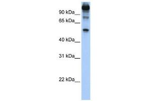 Western Blot showing FEZF1 antibody used at a concentration of 1. (FEZF1 anticorps  (C-Term))